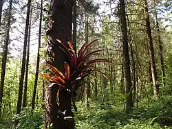 Bromeliaceae épiphytes au jardin jungle