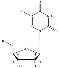 Image illustrative de l’article Bromodésoxyuridine