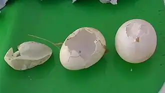 Description de l'image Brontchite oûs3.jpg.