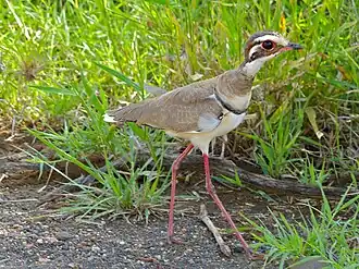 Description de cette image, également commentée ci-après
