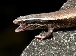 Eutropis macularia.