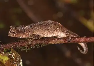 Description de l'image Brookesia tedi (10.3897-zse.95.32818) Figure 7 (cropped).jpg.