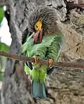 Keoladeo National Park, Bharatpur, Rajasthan, Inde.