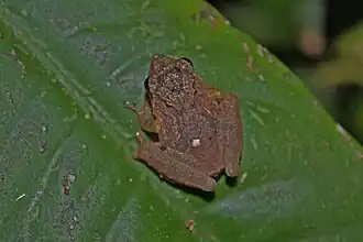 Description de l'image Brown Bush Frog (Philautus petersi)5.jpg.