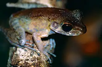 Ranidae Pulchrana baramica