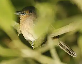 Description de l'image Brown Nunlet.jpg.