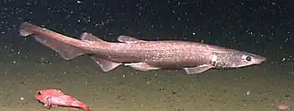 Description de l'image Brown catshark, Apristurus brunneus.jpg.
