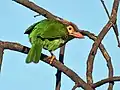 Bharatpur, Rajasthan, Inde.