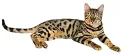 Un Bengal « spotted tabby ».
