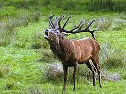Le cerf élaphe est présent à l'est du massif.