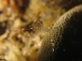 Urocaridella Antonbruunii