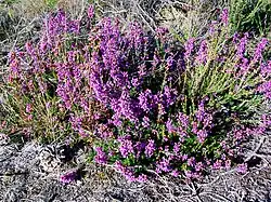 Bruyère cendrée, près de la route de la Haute-Chaume.