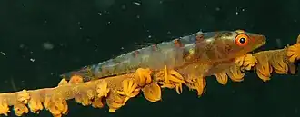 Description de l'image Bryaninops yongei.jpg.