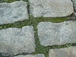 Bryo-Saginetum procumbentis, syntaxon avec Sagina procumbens, dans les interstices des pavés d'une rue