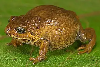 Description de l'image Bryophryne bustamantei03.jpg.