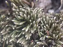 Bryum argenteum à l'état sec, on observe les feuilles imbriquées le long de la tige. L'extrémité des rameaux semble blanche.
