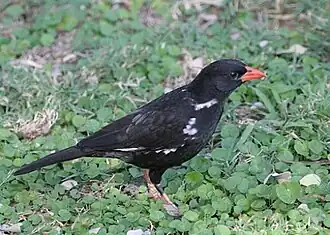 Description de l'image Bubalornis niger in Kruger National Park.jpg.
