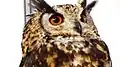 Bubo capensis - (Expo-zoo 2014)