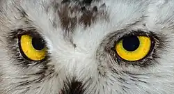 Deux grands yeux à fond jaune entouré de plumes blanches soulignées de quelques tâches plus sombres.