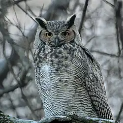 Le grand duc d'Amérique.