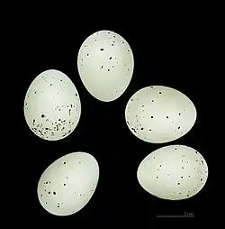 Bucanetes githagineus zedlitzi  Rif Muséum de Toulouse