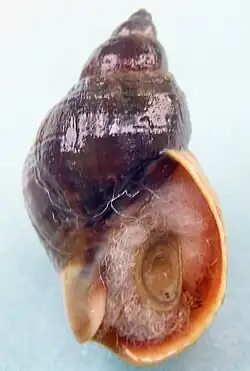 Buccinum baeri