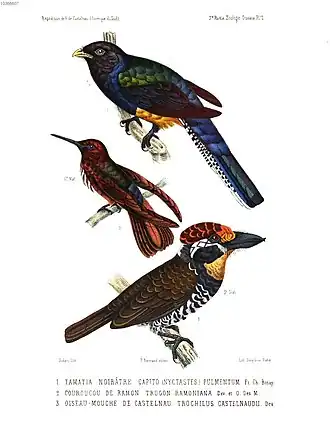 Description de l'image Bucco tamatia pulmentum Aglaeactis castelnaudii Trogon ramonianus.jpg.