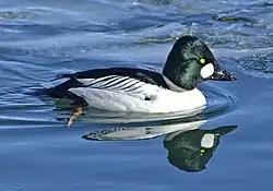 Un animal qui ressemble à un canard flotte sur un plan d'eau. Son plumage est vert foncé pour la partie supérieure, et blanc pour la partie inférieure.