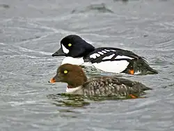 Bucephala islandica