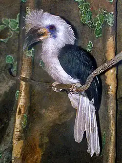Calao coiffé (Berenicornis comatus)