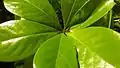 Bourgeon de Terminalia tetraphylla.