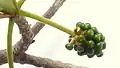 Inflorescence immature de Terminalia tetraphylla.