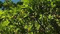 Rameau fleuri de Terminalia tetraphylla.