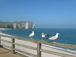 La falaise d'Aval et mauves (goëlands)