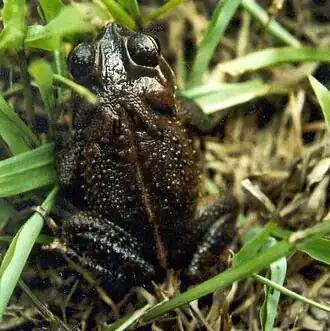 Description de l'image Bufo campbelli.jpg.