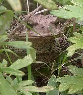 Description de l'image Bufo gargarizans frontal.jpg.
