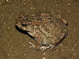 Description de l'image Bufo maculatus02.jpg.