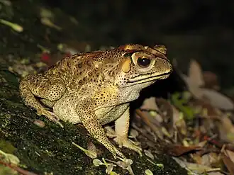Description de l'image Bufo melanosticus 01.JPG.
