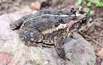 Description de l'image Bufo porteri.jpg.