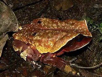 Description de l'image Bufo superciliaris.jpg.