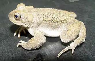 Description de l'image Bufo surdus02.jpg.