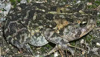 Description de l'image Bufo terrestris1.jpg.