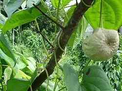 Tubercules aériens de l'hoffe (Dioscorea bulbifera).