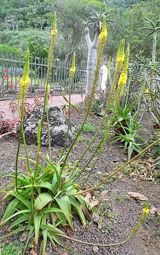 Description de l'image Bulbine alooides kz2.JPG.