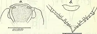 Description de l'image Bulletin - United States National Museum (1927) (20480520866).jpg.