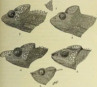 Description de l'image Bulletin du Muséum d'histoire naturelle (1921) (14594719728).jpg.