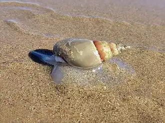 Description de l'image Bullia digitalis - Plough snail 0350.jpg.