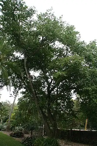 Description de l'image Bulnesia arborea 13zz.jpg.