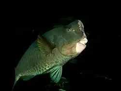 Bolbometopon muricatum.