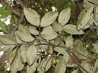 Description de l'image Bunchosia argentea.jpg.